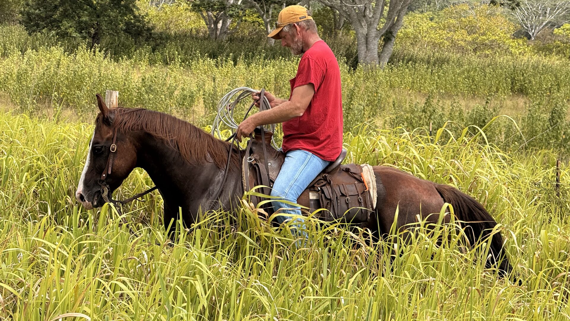 Cattle in the pasture on the west side of Oʻahu